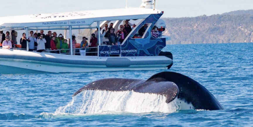  Durante la temporada de invierno se registra la migración de aproximadamente 4 mil a 5 mil ballenas jorobadas a Hawai. Foto: Pacific Whale Foundation    