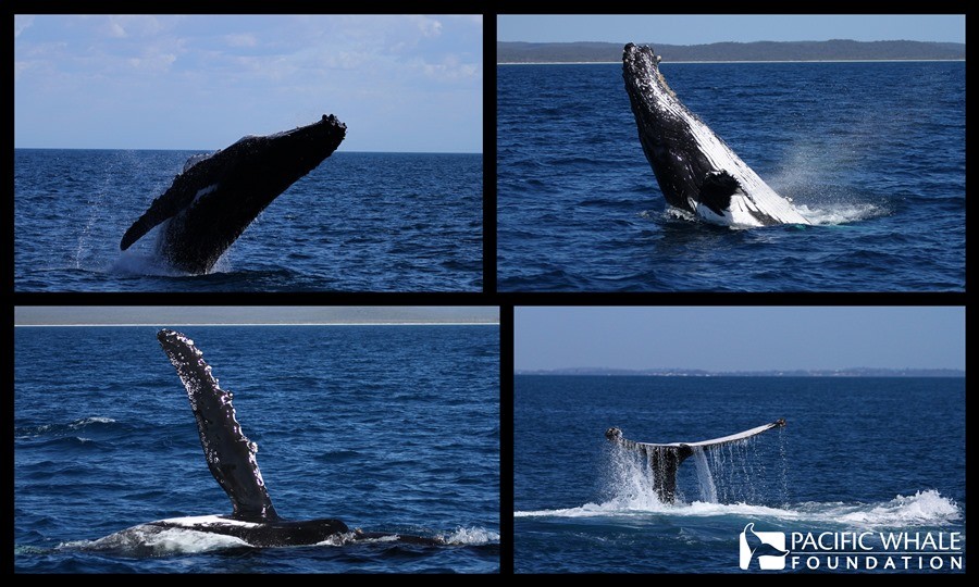 Active humpback whales in Hervey Bay
