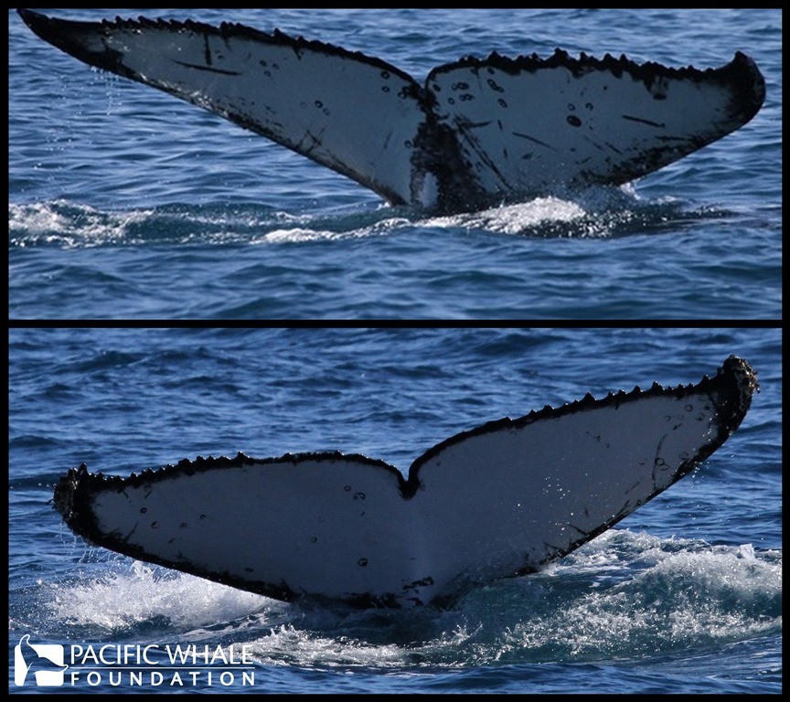 Humpback whale tails, Hervey Bay