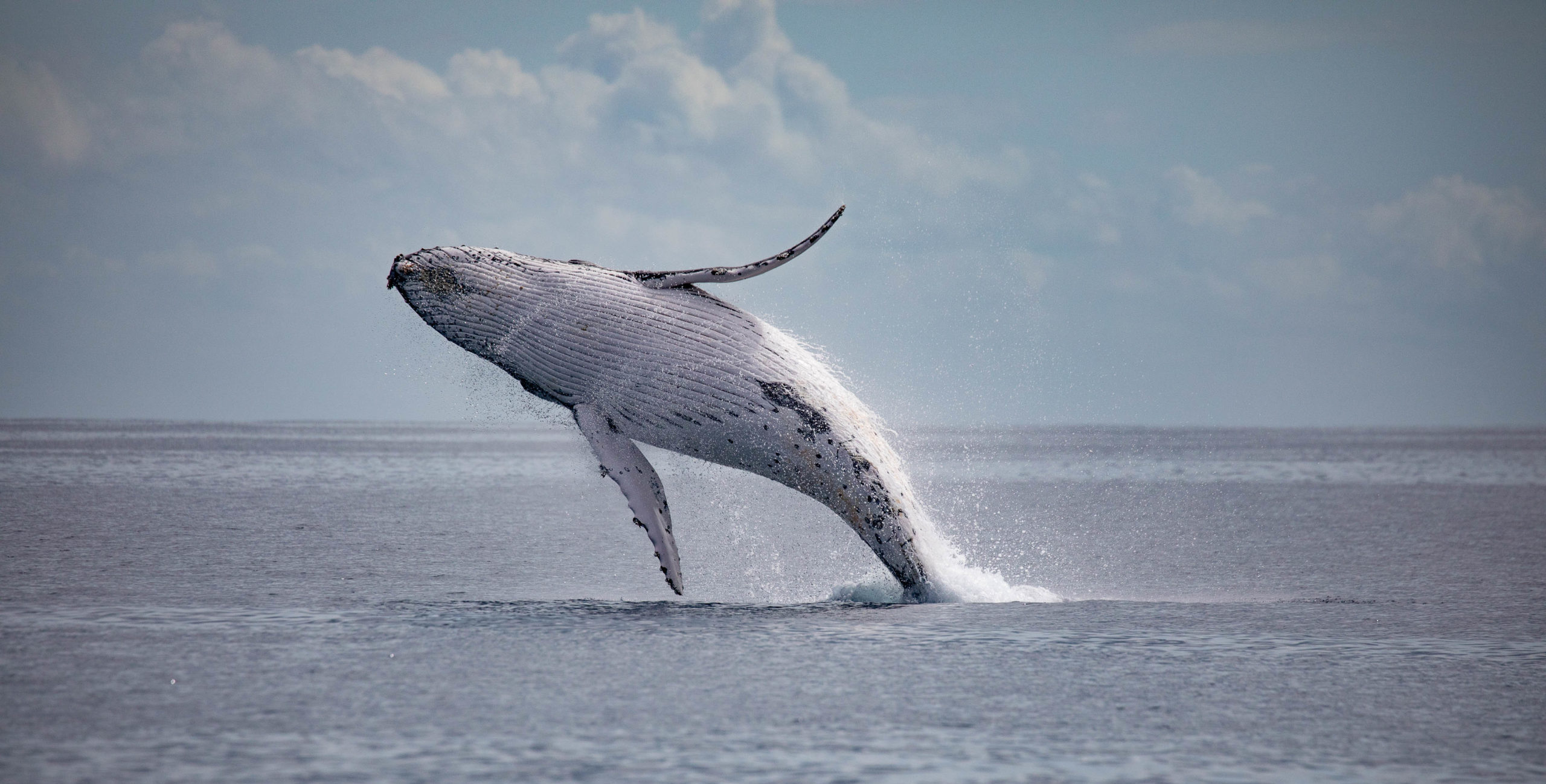 Hervey Bay's Ultimate Whale Watch