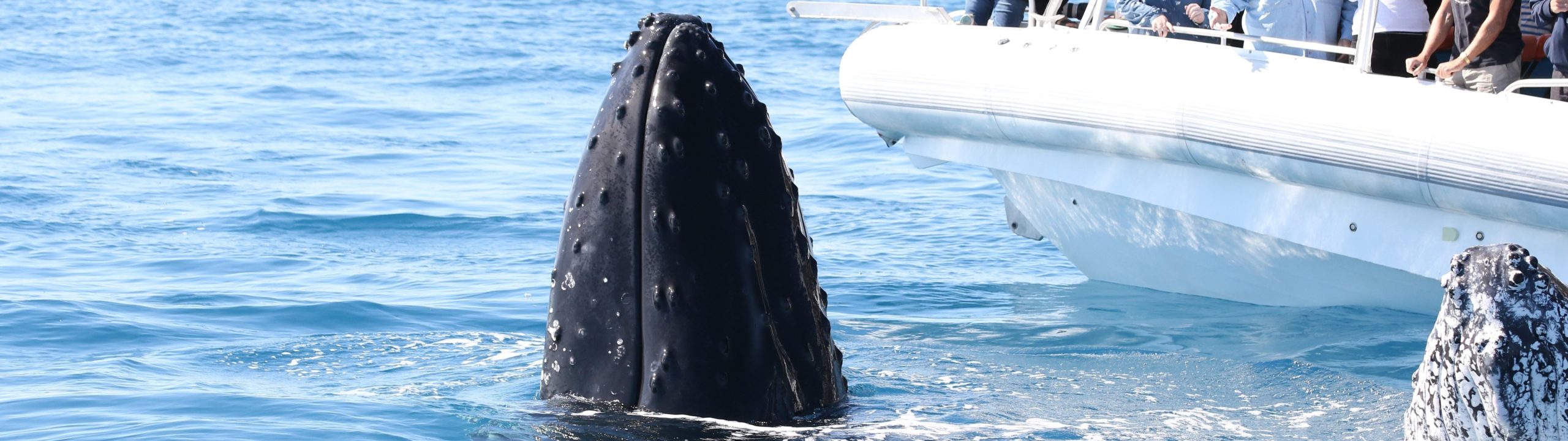 Join Our Team Whale Watching Hervey Bay