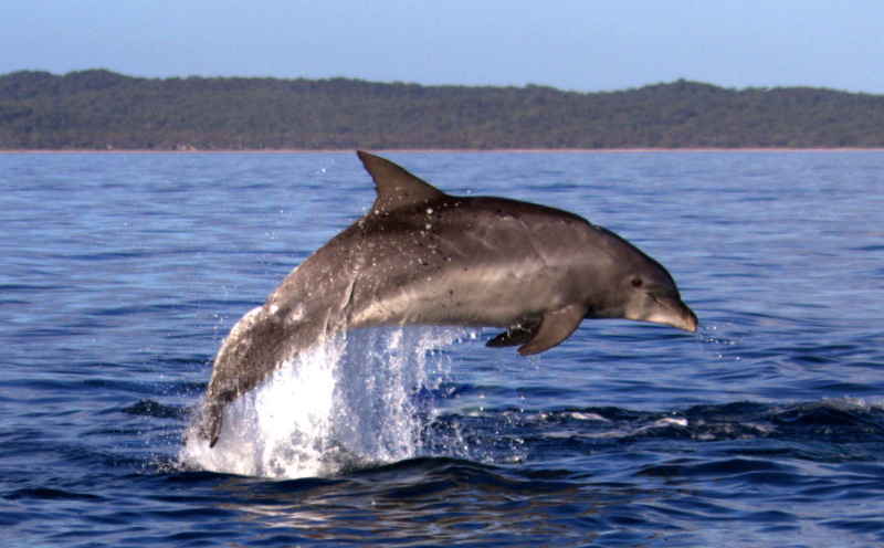 Hervey Bay Nature Cruise Pacific Whale Foundation Eco Adventures