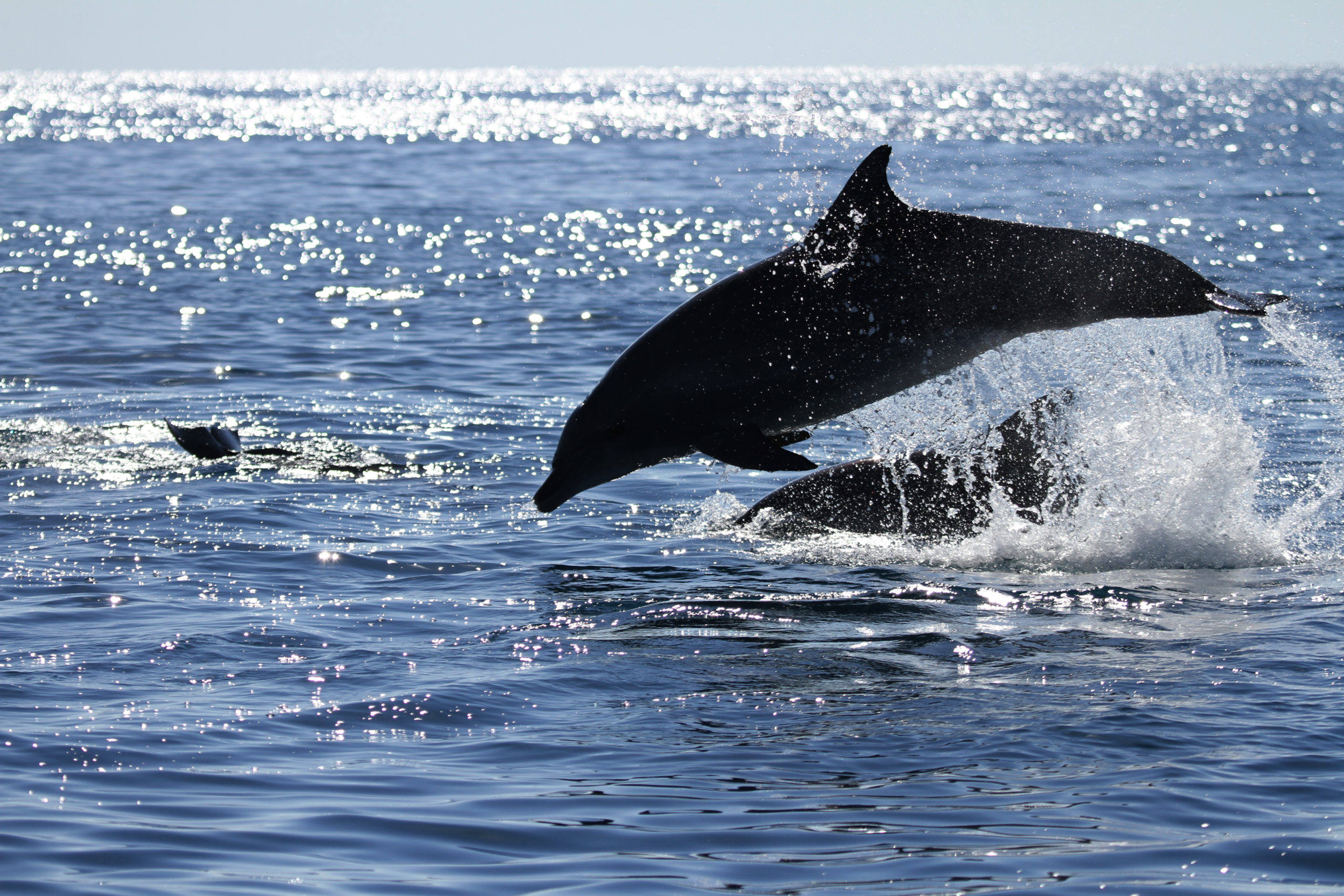 Hervey Bay Nature Cruise Pacific Whale Foundation Eco Adventures
