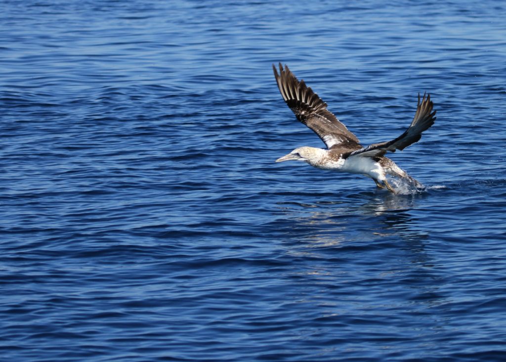 Hervey Bay Nature Cruise Pacific Whale Foundation Eco Adventures