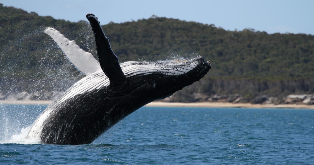 Why choose Hervey Bay to go whale watching?