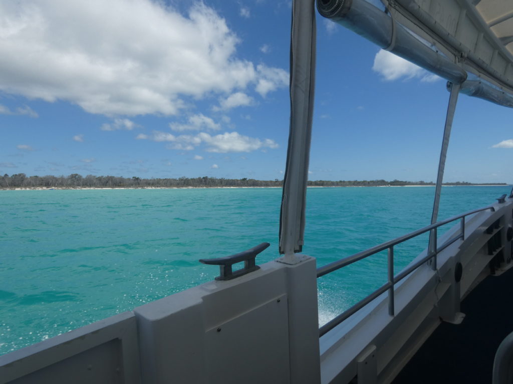 Hervey Bay Nature Cruise Pacific Whale Foundation Eco Adventures