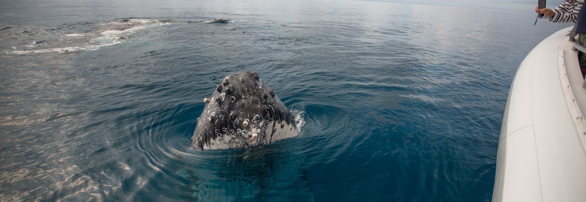 Video Photo Gallery Pacific Whale Foundation Eco Adventures