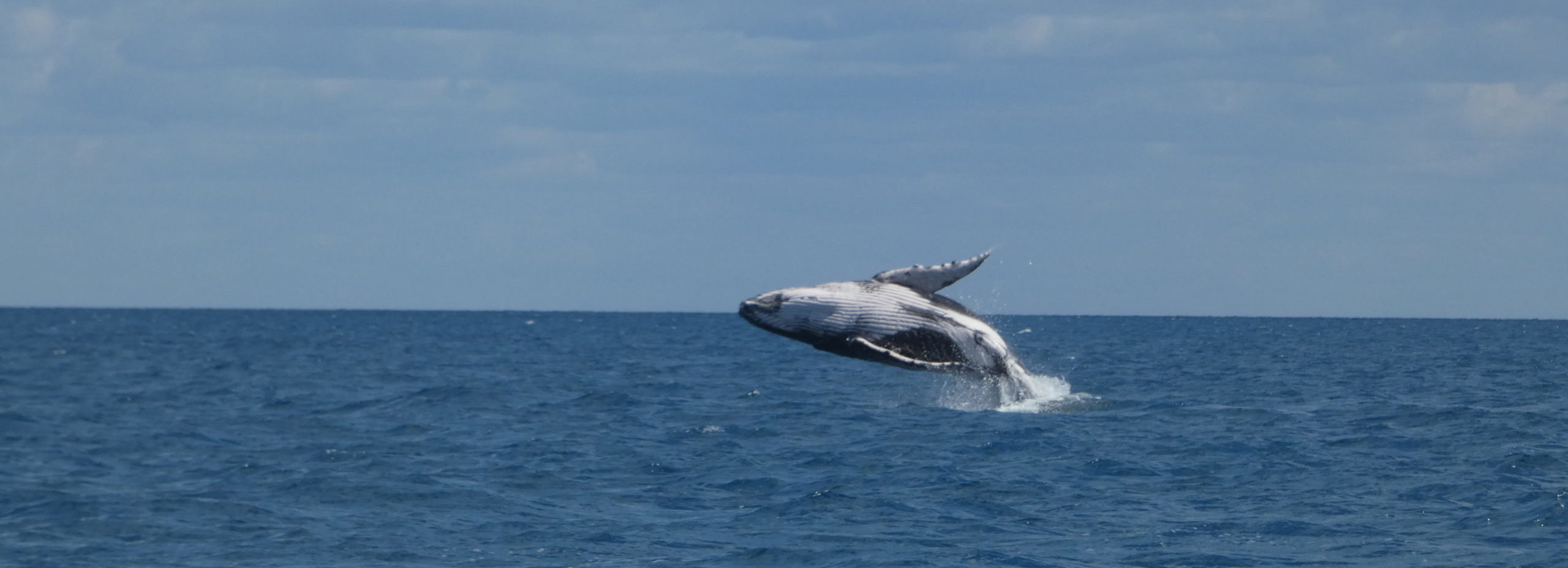 Volunteer Pacific Whale Foundation Eco Adventures Australia