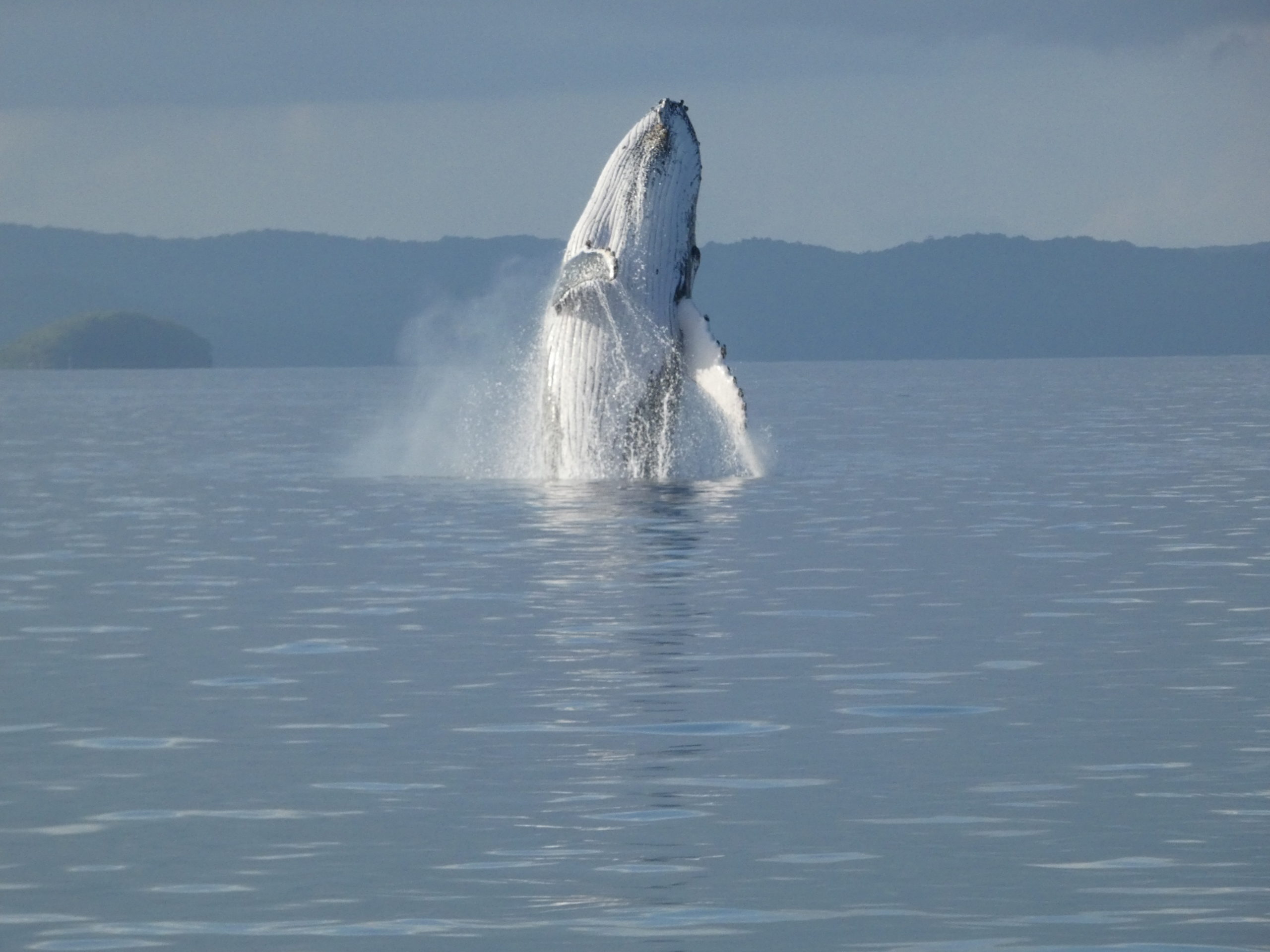 Breaching humpback whale Hervey Bay