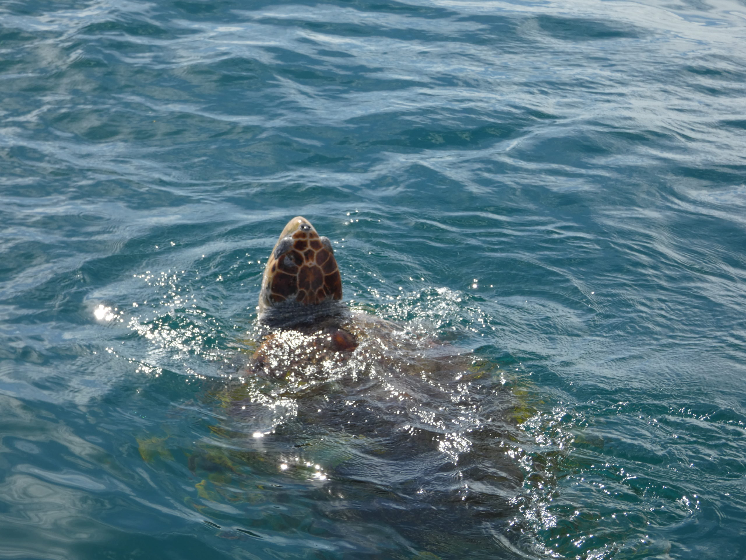 Turtle in Hervey Bay